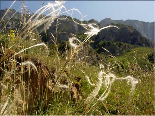 Stipa_eriocaulis1269