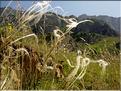 Stipa_eriocaulis1269