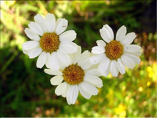 Tanacetum_corymbosum1254