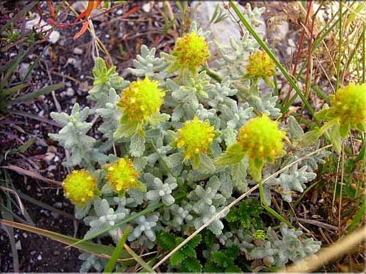 Teucrium_aureum1261