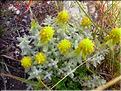 Teucrium_aureum1261