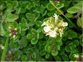 Teucrium_pyrenaicum1259