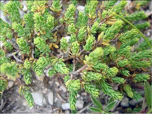 Thymelaea_dioica1297