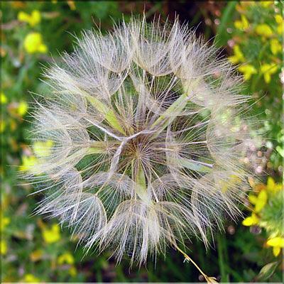 Tragopogon_porrifoli1252