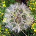 Tragopogon_porrifoli1252