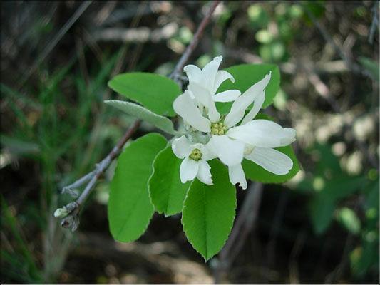 Amelanchier_ovalis8536