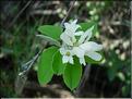 Amelanchier_ovalis8536