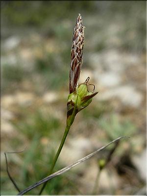 Carex_halleriana8520