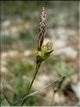 Carex_halleriana8520