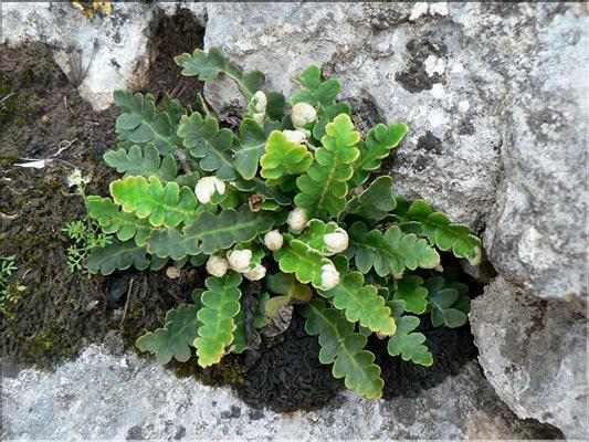 Ceterach_officinarum