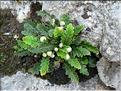 Ceterach_officinarum