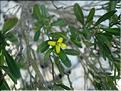Cneorum_tricoccon8524