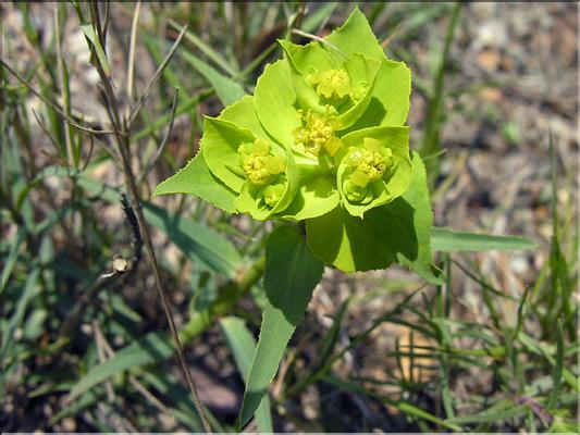 Euphorbia_serrataFB