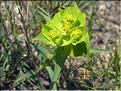 Euphorbia_serrataFB