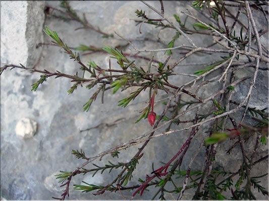 Fumana_ericoides_mont8523