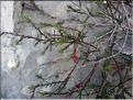 Fumana_ericoides_mont8523
