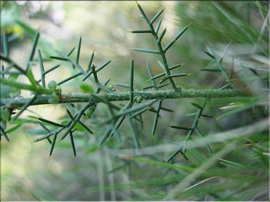 Genista_hispanica8537