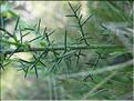 Genista_hispanica8537