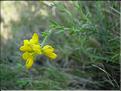 Genista_hispanica8538