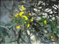 Genista_scorpius8531
