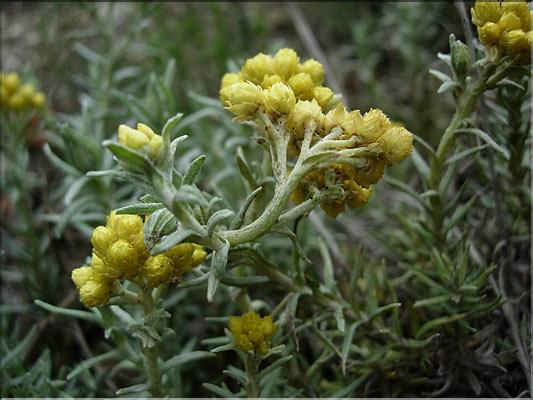 Helichrysum_stoechas8514