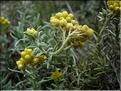 Helichrysum_stoechas8514