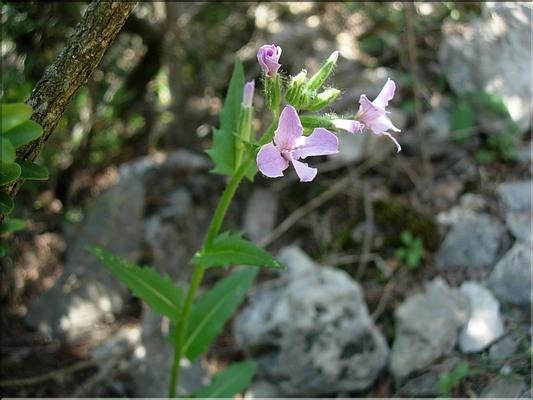 Hesperis_laciniata8667