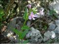 Hesperis_laciniata8667