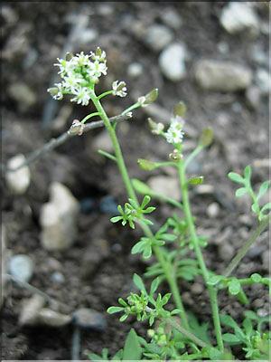 Hornungia_petraea8528