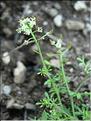 Hornungia_petraea8528