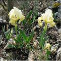 iris_lutescens