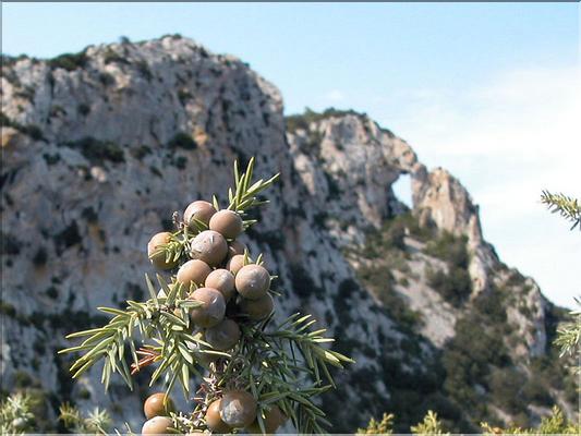 Juniperus_oxycedrusFB