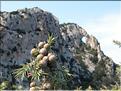 Juniperus_oxycedrusFB