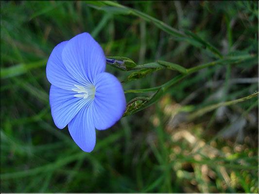 Linum_narbonense8543