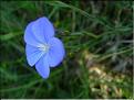Linum_narbonense8543