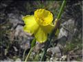 Narcissus_assoanusFB