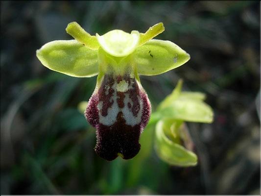 Ophrys_lupercalis8541