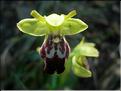 Ophrys_lupercalis8541