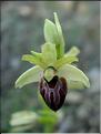 Ophrys_sphegodes8539