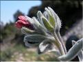 Pardoglossum_cheirifoliumFB