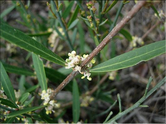 Phillyrea_angustifolia8519