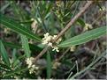 Phillyrea_angustifolia8519
