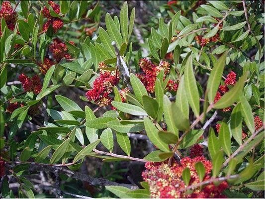 Pistacia_lentiscus8522