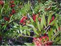 Pistacia_lentiscus8522
