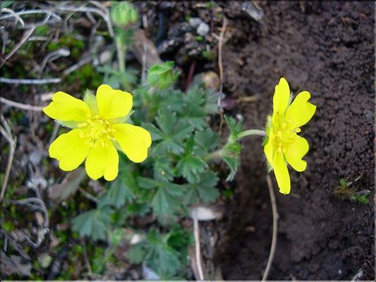 Potentilla_neumanniana8530