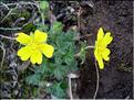 Potentilla_neumanniana8530