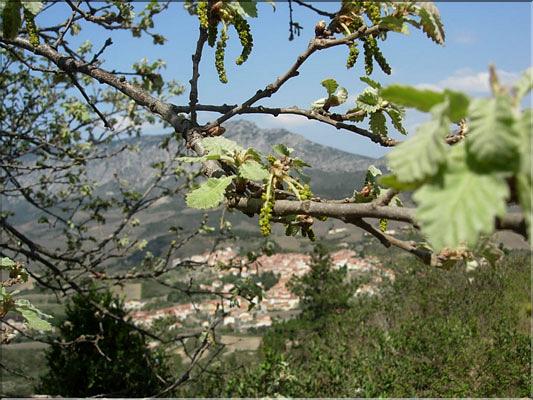 Quercus_pubescens8533