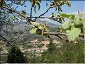 Quercus_pubescens8533