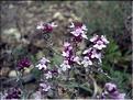Thymus_vulgaris8511