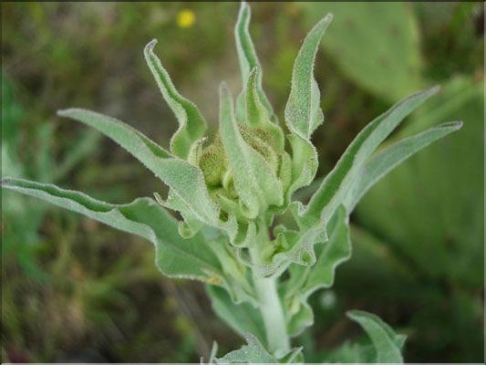 Andryala_integrifolia8960